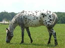 appaloosa00.jpg