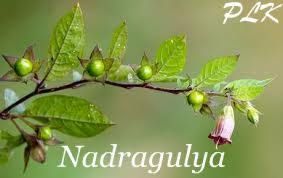 nadragulya.jpg